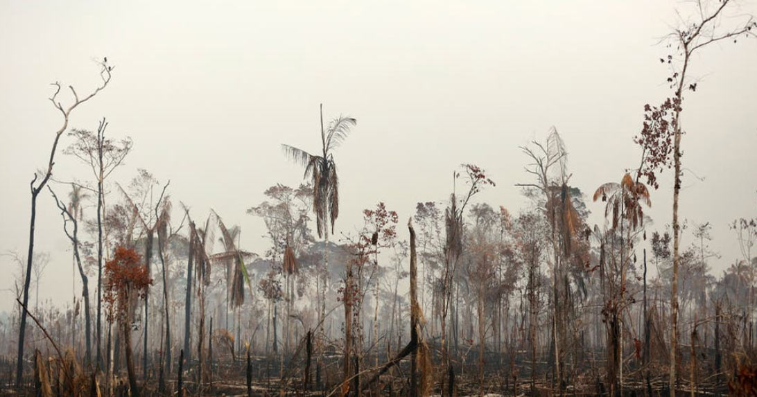 Der Amazonas, die grüne Lunge der Erde, wird durch Waldbrände zerstört.