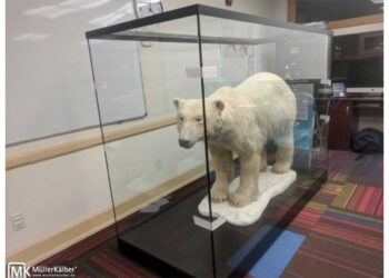 Großvitrine für Polarbär in den USA