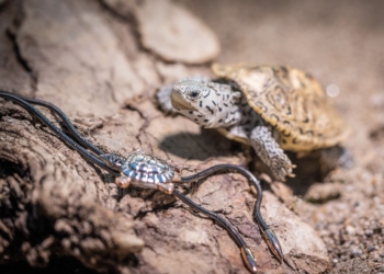 Feine Schmuckstücke mit wichtiger Botschaft