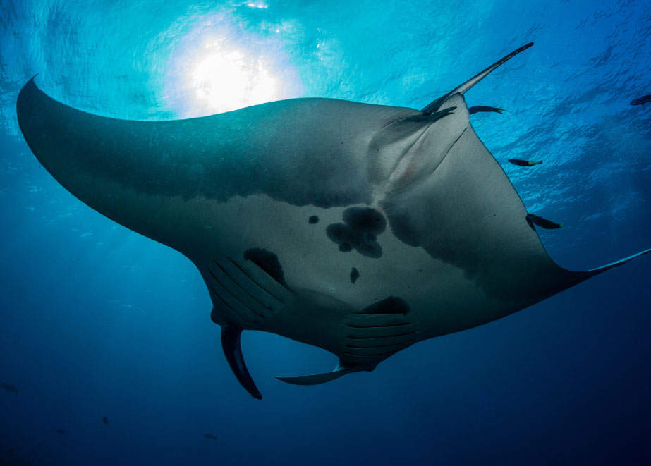 Mantarochen: Per Satellitensender werden Daten gesammelt, die der Erforschung und dem Erhalt der Tiere dienen. © Conservation International/MV Erdmann