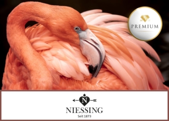 Flamingo-Patenschaft: Niessings Engagement in der Heimat